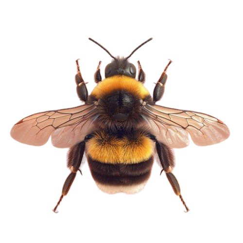 242ed0a98bb839229f1f0f18c81c0313-removebg-preview