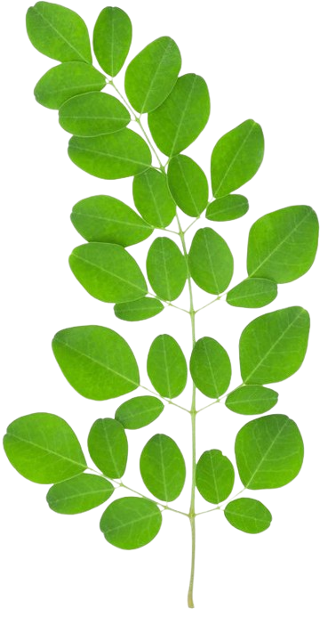 44fe64be4e426c988bb530284c062d97-removebg-preview