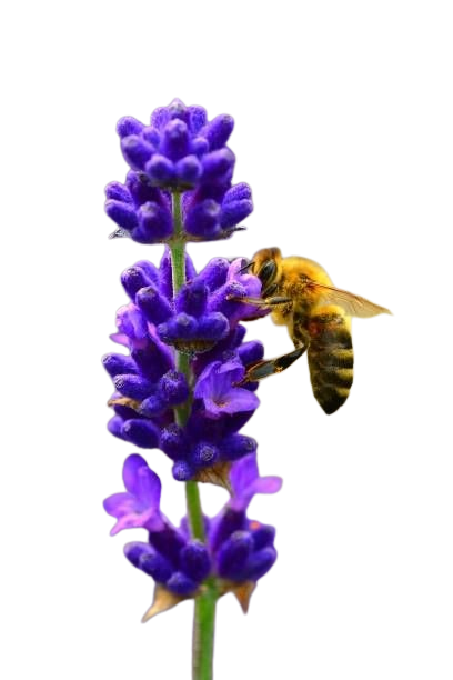 8c9d11a85282794d06e93fbbb5cd6501-removebg-preview