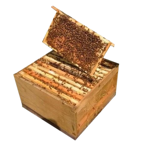 beehive-box-with-honey-bees-removebg-preview
